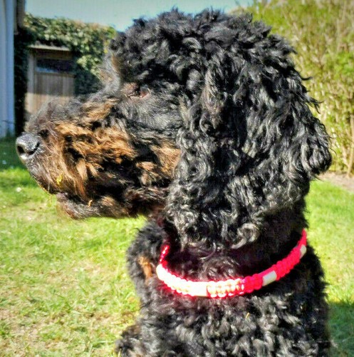 Zeckenschutz hundehalsband - zeckenschutz,