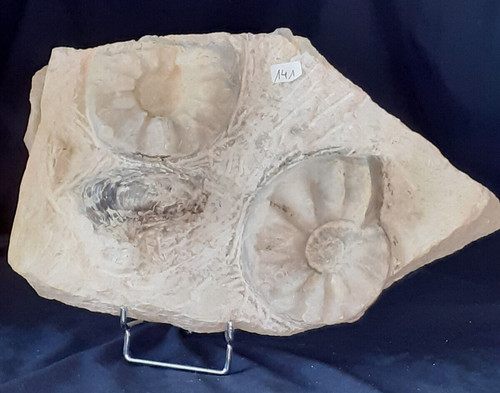 Platte ammoniten ceratites - platte,
