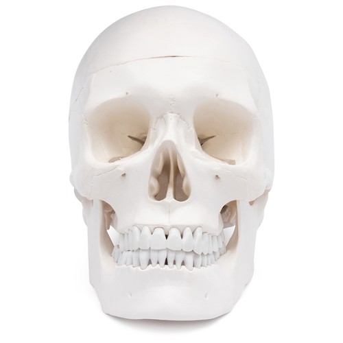 Schädel anatomie modell - anatomie,