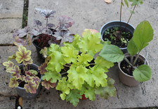 Pflanzen Stauden Paket 6 Konvolut winterhart Blattschmuck Heuchera Ajuga u.a