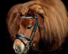 Trense Multi Minishetty Shetty