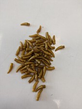 Lego 50 Stück 53451 Stoßzahn