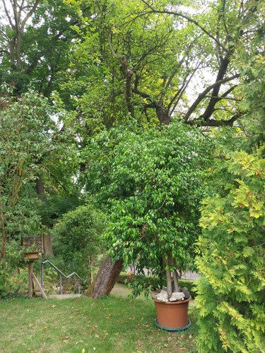 Ficus benjamina 2m - ca.,