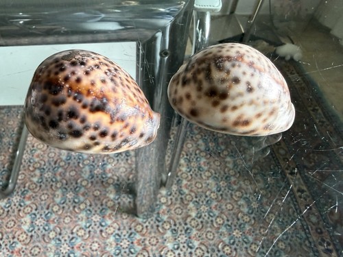 Cypraea tigris tigermuschel - cypraea,