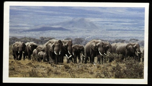 Tabakkarte grandee african - tabakkarte,,