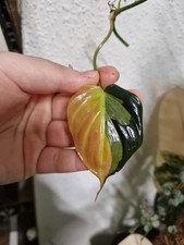 Philodendron Micans Variegated