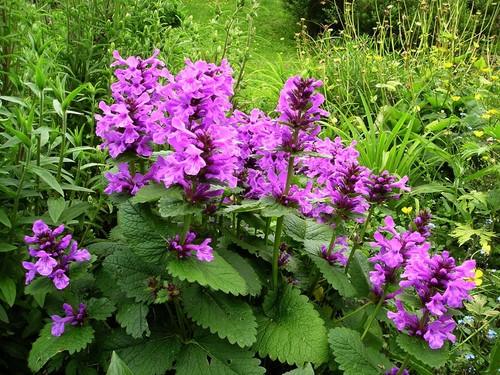 Rosenziest pflanze stachys - rosenziest,,