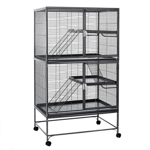 Ratte frettchen chinchilla - ratte,