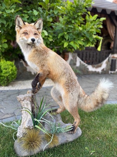 Echter rotfuchs taxidermie - echter,
