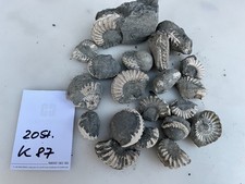 Ammoniten Pleuroceras z