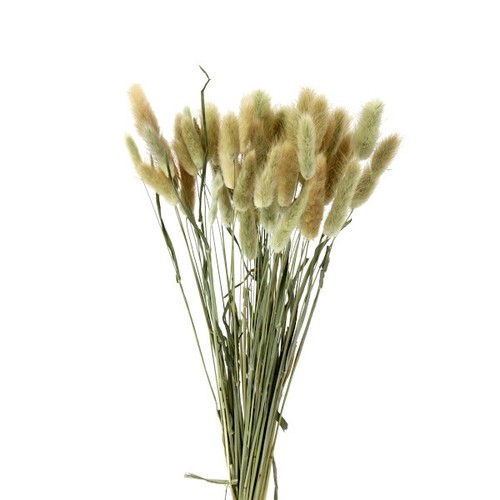 Samtgras getrocknet