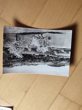 Alte Ansichtskarte AK Pfingstgruß Streuobstwiese gelaufen