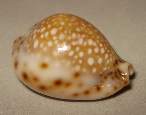 Meeresschnecke cypraea - meeresschnecke,