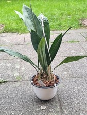 Orchidee Stanhopea wardii Ampel-Topf Pflanze duftende xxl Blüten blühfähig Natur