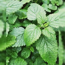 BIO Zitronenmelisse frische Kräuter aus eigenem Anbau ♡ Teepflanze ♡  #1