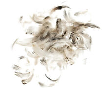 Hahnenfedern 10 g 5-12 cm