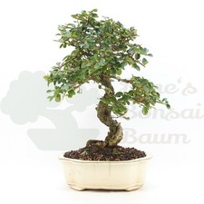 BONSAI Fächer- Zwergmispel