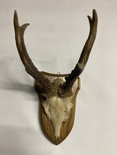 Geweih / Rehbock / Rehgeweih /