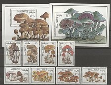 Pilze, Mushrooms - Malediven -
