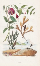 Fuchsia Chess Flower