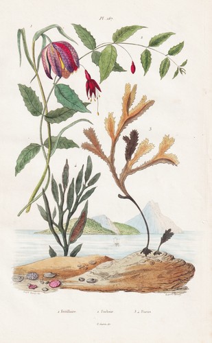 Fuchsien schachblume - fuchsien,