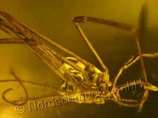 Bernstein Inkluse Einschluss