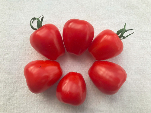 Samen cocktailtomaten mix - samen, cocktailtomaten-mix