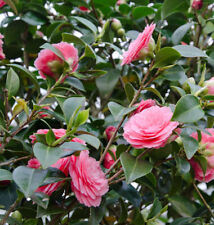 Kamelie Mrs Tingley 40-60cm - Camelia japonica