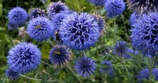 50 Samen Kugeldistel Mannstreu