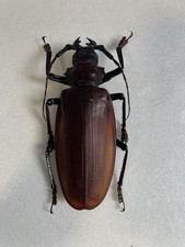 Entomologie*Celeoptera*Titanus