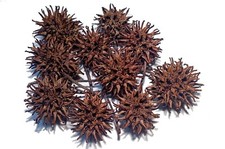 Stück amberbaum zapfen - 20,