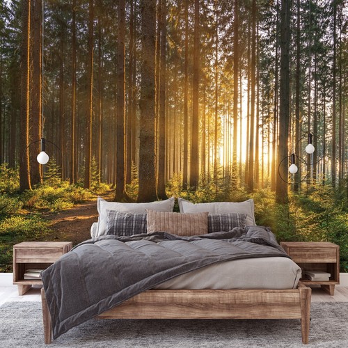 Wald sonne natur - wald,