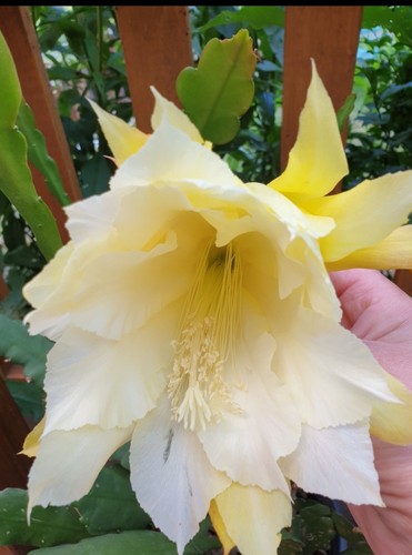 Epiphyllum blattkaktus gelb - epiphyllum,