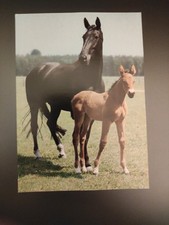 Alte Pferdepostkarte Hannoveraner Stute mit Fohlen AK Pferd