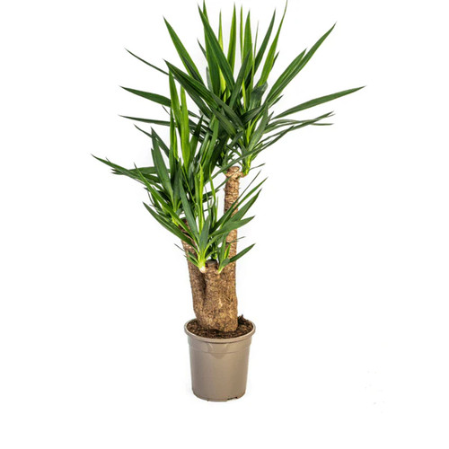 Riesen palmlilie yucca - riesen, –