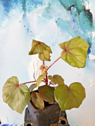 Begonia dregei eine pflanze - dregei,,