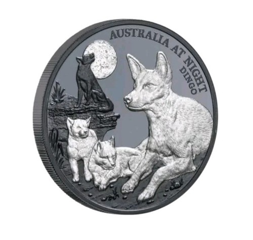 Australia night dingo - australia,