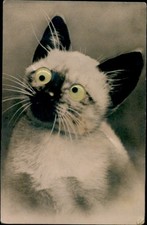 Wackelaugen Künstler Ak Katze - 11197304