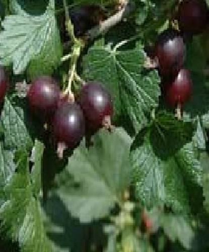 3er jostabeeren frische - 3er,