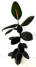 ~    Gummibaum Ficus elastica Robusta Zimmerpflanze Grünpflanze