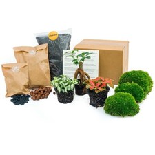 Pflanzen Terrarium Set - Ficus