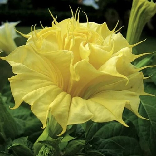 80001128 yellow datura - 80001128,