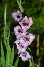 winterhart lila-rote