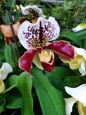 Orchidee Paphiopedilum