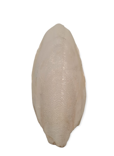 Sepia sepiaschale kalzium - sepiaschale,