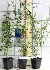 Salix babylonica "Erythroflexuosa"   -   Lockenweide,   Korkenzieher-Trauerweide