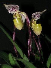 Paphiopedilum philippinense 01