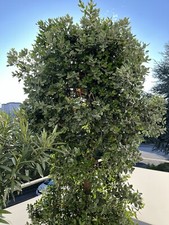 Traumbaum/Gattung Eisenholz