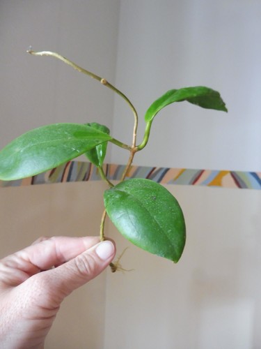 Großer ableger hoya - 🌷großer,
