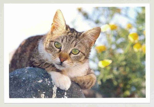 Postkarte katze auf der - ak,